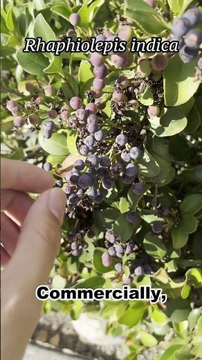 Indian Hawthorn Rose (#botany)