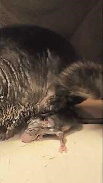 [Rare Footage] Baby Chinchillas Being Born