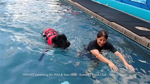CHOWDER & DOLLY’S SPLASH SESSION! 🌊🐾 - Chowder, the massive 9-month-old Cane Corso, showed off his confidence today — swimming in and out of the pool like a pro! 💦 At just 120 pounds, he’s still growing and could reach up to 160! 😳 Meanwhile, Dolly the Shar-Pei enjoyed some one-on-one attention and had an awesome time working on her swim skills. 🐶💧 💡 Fun Fact: The Shar-Pei’s loose, wrinkly skin and short coat were originally bred to protect them in fights, while Cane Corsos were bred in I