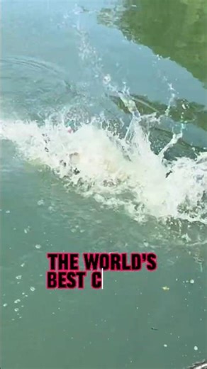 The WORLD'S BEST Catfish Bait Revealed! 🎣🐟🫢