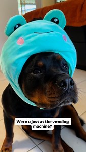 19K views · 7.8K reactions | Cos you’ve got me howling baby! Ahwoooo ♥️ The Rizzweiler is back at it. Hide your lady! Voice Over & mentor: @officialbaddaddy  . . . . . #rottweiler #rottweilerpuppy #rottweilerlove #rottweilerfans #funnydogs #funnydogvideos #pickuplines | Rottweiler Beau | Facebook