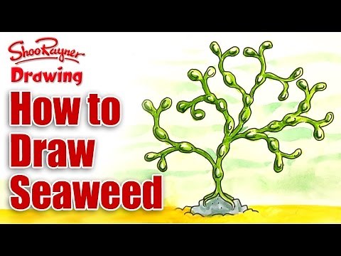 How to draw seaweed