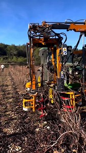 This machine is performing mechanical pruning in a vineyard. It trims excess vine growth, helping to control the plant's shape and prepare it for the next growing season. The cutting mechanism removes unwanted wood while preserving the necessary structure for optimal grape production. 🎥@florent_barthes . . . . . #wine #winelover #viticultura #vineyardlife #agriculture #winestagram #vineyardmanagement #viticulture #wineeducation #agriculturefrançaise #languedocwine #vigneron #winemaker #instawin