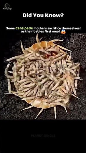 Mother Centipede’s Final Sacrifice 😢💔 #insects #nature #animalfacts #ytshorts