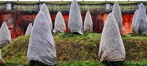 7 Types of Tree Guards Explained | DoItYourself.com