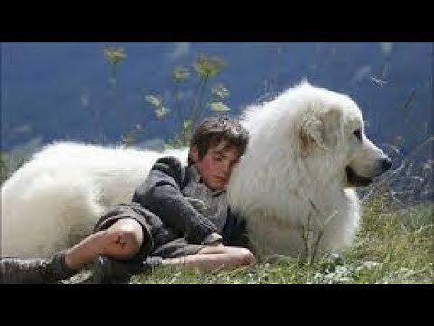 Peligro En La Montaña Pelicula Completa En Español Latino - Vivebio, la web de la naturaleza