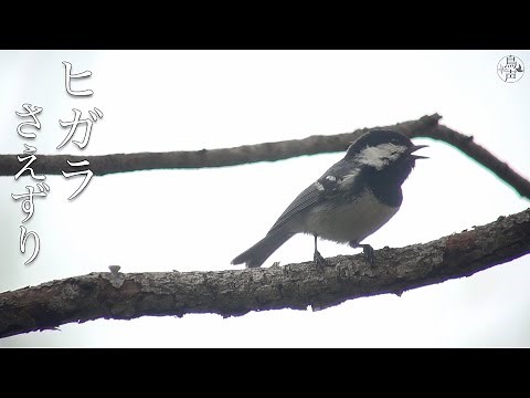 ヒガラのさえずり | 野鳥 - 鳥の鳴き声図鑑［鳥声］