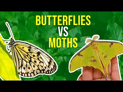 Moths vs Butterflies | How Can I Tell Moths And Butterflies Apart?