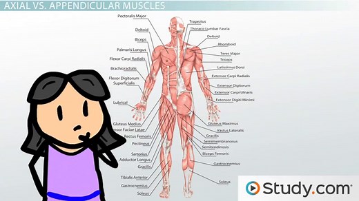 Arm Anatomy | Muscle Groups & Names