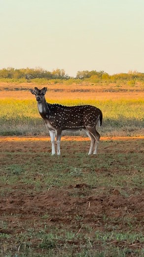 Axis buck | D-Tex Whitetails