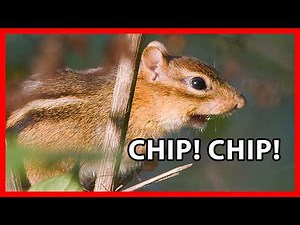 Eastern Chipmunk Calls, Sounds, Chirps