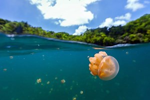 8 unusual animal migrations and where to see them - Lonely Planet