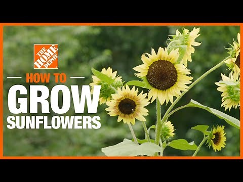 How to Plant & Grow Sunflowers | Gardening Tips & Projects | The Home Depot