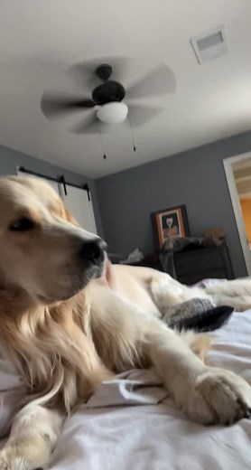 Sleepy Golden Retriever Cuddle Buddy Video