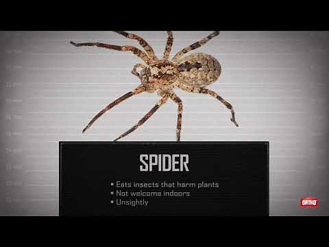 How to Identify Common House Bugs