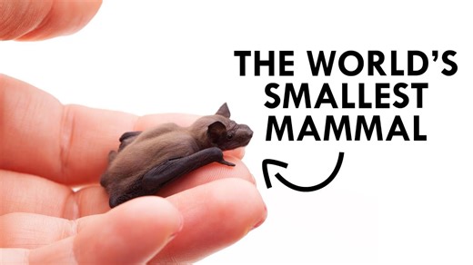This Tiny Bat Is the Smallest Mammal on Earth