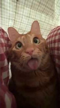 Orange Cats Are Built Different 😂