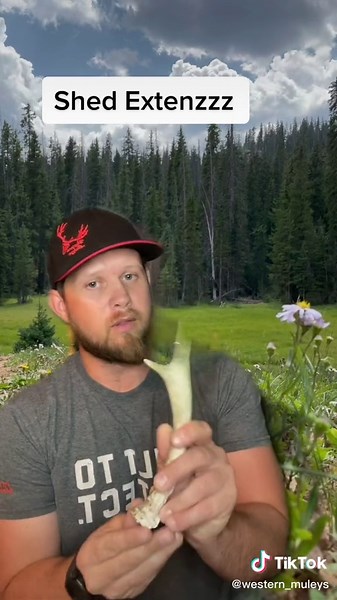 Shed Hunting Pro Tips: Pocket Shed Hacks for Beginners