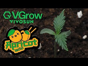 Apricot Auto (VGrow) | Week 1 | Fastbuds (Autoflower)