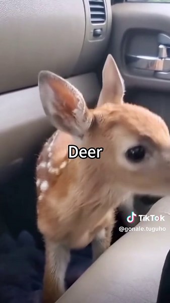 Funny deer 🦌 #funnyvideos #fyp #fawn #funny #funnymoments | deer