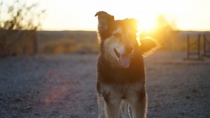 5 Best RV Dog Ramps for Easy Camper Entry and Exit