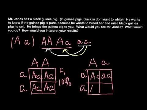How to perform a testcross