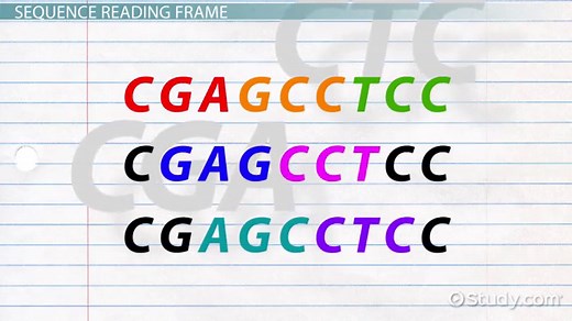 Codon | Definition, Diagram & Examples