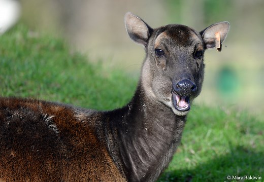 Deer (Overview) Feeding - Rumination | Wildlife Online