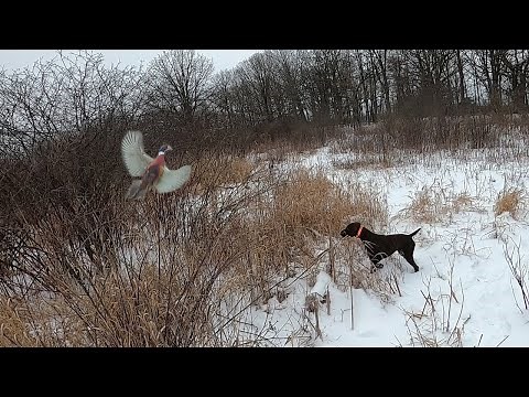 GSP Late Season Wisconsin Pheasant Hunt