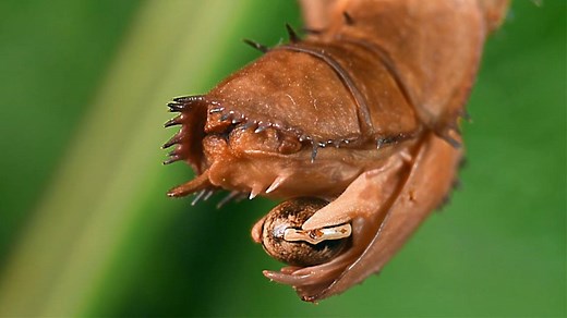 4.3M views · 6.2K shares | The stick insect can reproduce with or without a mate—and lays around 800 eggs per year. | National Geographic | Facebook