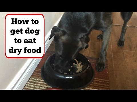 How to Get Your Picky Dog To Eat Dry Food (Using Peanut Butter) + Dog Eating From Spoon