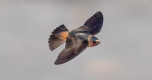 Cliff Swallow Identification, All About Birds, Cornell Lab of Ornithology