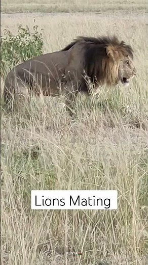 Lions Mating