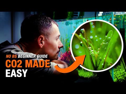 CO2 Setup for Planted Tanks (Beginner Friendly Guide)