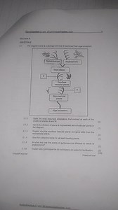 2.1 Phylogenetic Tree of Plants and Their Algal Ancestors2.1.... | Filo
