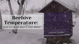 Beehive Management: Tips and Best Practices for Successful Beekeeping