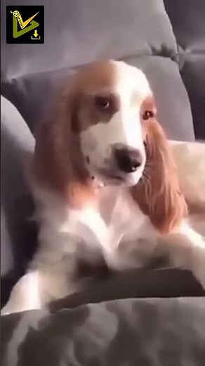 All Video Downloader - HD Saver