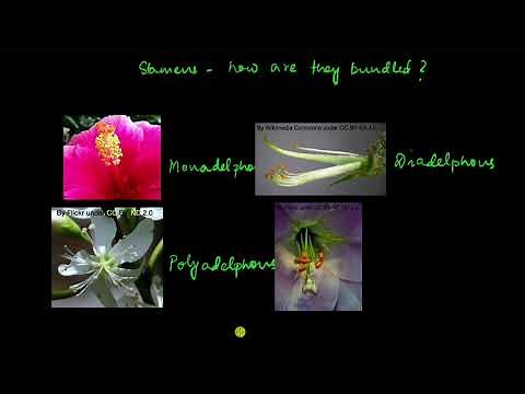 Types of androecium and gynoecium | Morphology of flowering plants | Biology | Khan Academy