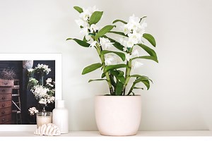 This Abundantly Blooming Orchid Will Be the Star of Your Houseplant Collection