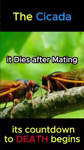 What's So AMAZING About Cicada Life Cycle