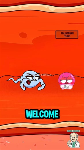 The Perfect Timing for Pregnancy 👶 #animation #pregnancy #conception