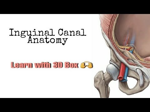 Inguinal Canal Anatomy | MADE SUPER EASY