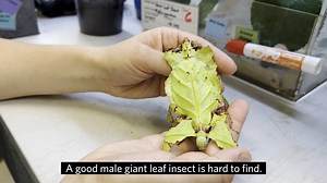 3.8K reactions · 741 shares | When you think it's a leaf swaying in the breeze but really it's a Phyllium giganteum. | California Academy of Sciences | Facebook