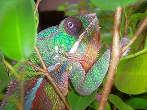 50 Cool Chameleon Facts