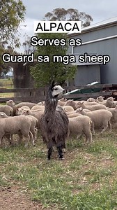 84K views · 1.8K reactions | The alpaca is generally very alert to any animal or person approaching its paddock and has excellent eyesight over kilometre distances. While normally almost soundless, the alpaca can emit a piercing alarm scream when aroused to potential danger, alerting their herd and property owners. | Farm Life in Australia “Dai Meraflor” | Facebook