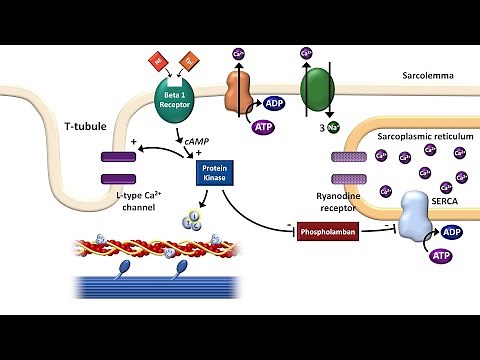 Cardiac Excitation-Contraction Coupling