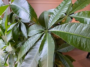 How to Grow a Money Tree Plant - Gardening Channel