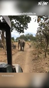 6.2K views · 493 reactions | Beautiful elephants - @dazzleafrica #elephantlover #iloveelephants #elephant | I Love Elephants | Facebook
