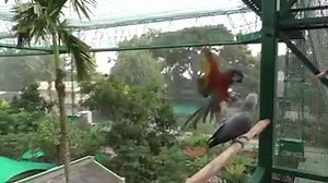 5.8K views · 93 reactions | Rehabilitation center of birds in Indian. A lot of birds a amazing collection friends just want to visit now. Share and tag your friends who loved them. Like ⬇comment ⬇share ↩ Like my page for more. | Lahore birds | Facebook