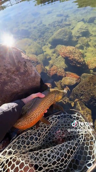 Exploring Healthy Tiger Trout Habitats in Utah